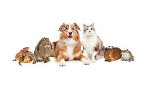 sg-pet-owner-article-masthead-1800x564