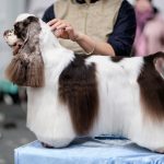 5 Top Dog Grooming Cages: Quick Setup Guide