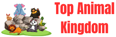 Top Animal Kingdom
