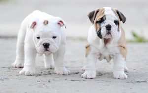 bulldogs