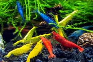 tropical freshwater shrimp