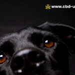 CBD Oil for Dogs UK What Pet Owners Should Know in 2026