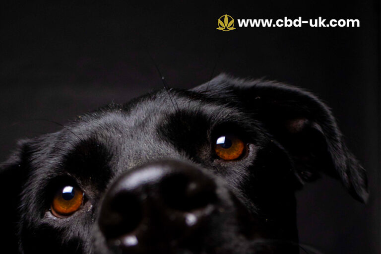 CBD Oil for Dogs UK What Pet Owners Should Know in 2026
