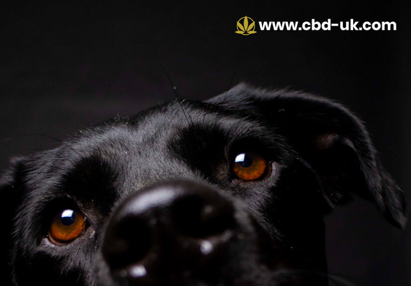 CBD Oil for Dogs UK What Pet Owners Should Know in 2026