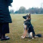 A dog sitting obediently in a park, focused on a person standing nearby, illustrating canine training.