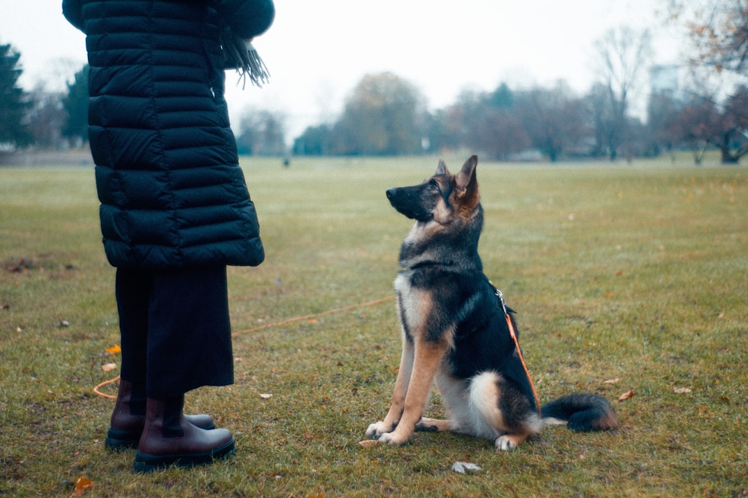 A dog sitting obediently in a park, focused on a person standing nearby, illustrating canine training.