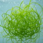Close-up of vibrant green guppy grass submerged in water