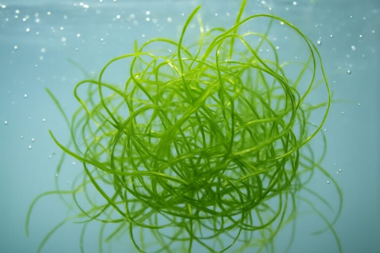 Close-up of vibrant green guppy grass submerged in water