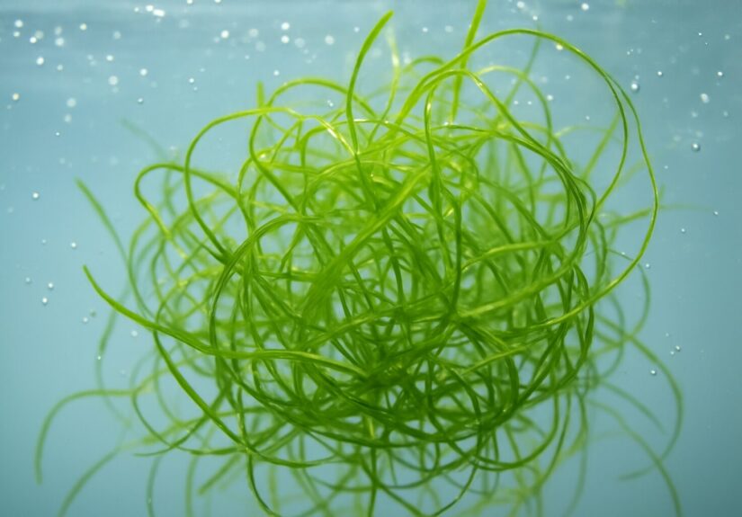 Close-up of vibrant green guppy grass submerged in water