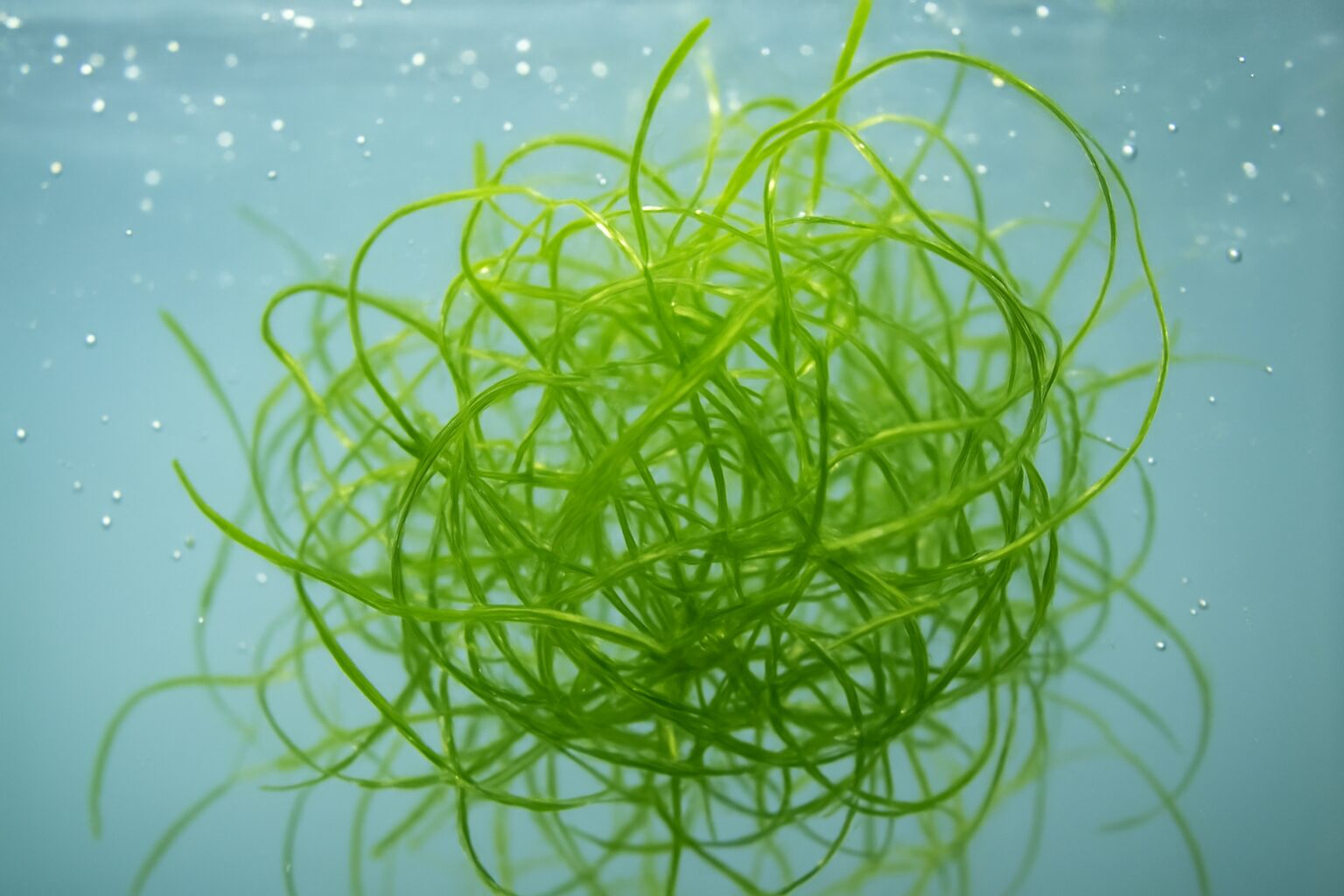 Close-up of vibrant green guppy grass submerged in water