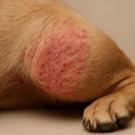 Close-up of a dog's paw with a red, irritated skin patch showing signs of allergy or discomfort
